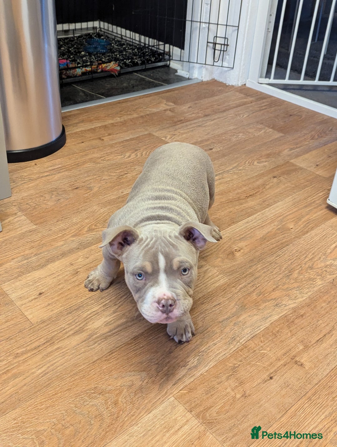 American Bully dogs for sale: Absolutely stunning pocket bully male  - Image 4