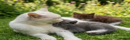 Korat cats for sale: Beautiful Korat x Angora kittens  - Advert 3