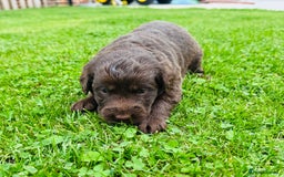 Labradoodle dogs for sale: Chocolate Merle Labradoodle Babies 🐾🐾🐾 - Image 11