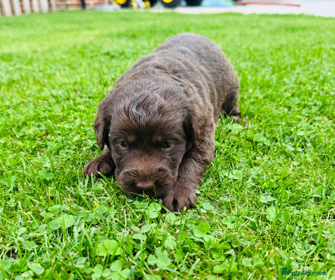 Labradoodle dogs for sale: Chocolate Merle Labradoodle Babies 🐾🐾🐾 - Image 11