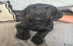 Labrador Retriever dogs for sale: Kc Registered Lab puppies (health tested parents) in Malton - Image 5