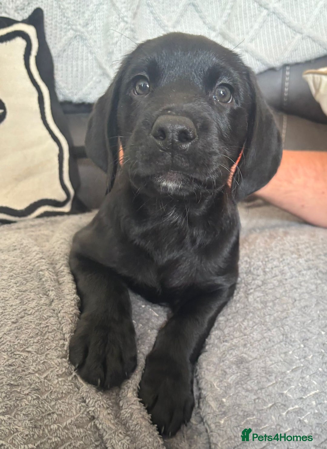 Labrador Retriever dogs for sale: Kc Registered Lab puppies (health tested parents) in Malton - Image 5