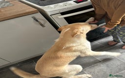 Mixed Breed dogs for sale: Re homing due to change in circumstances  - Image 2