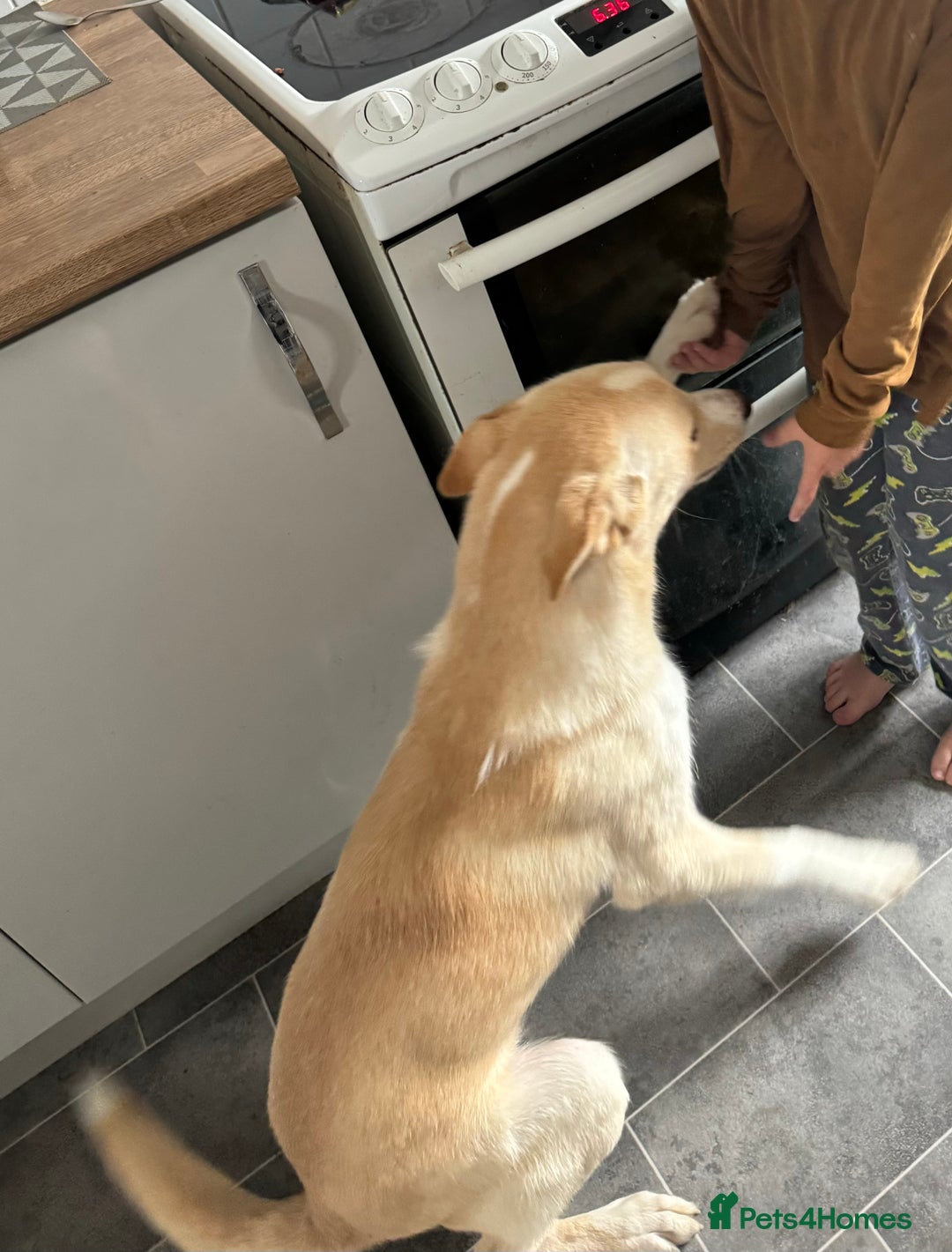 Mixed Breed dogs for sale: Re homing due to change in circumstances  - Image 2