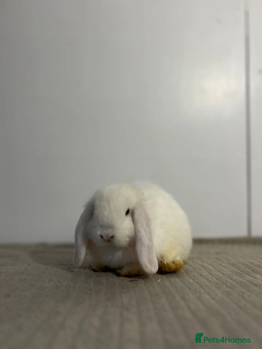 Mini Lop rabbits for sale: READY TO LEAVE - Advert 4
