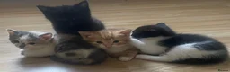 Mixed Breed cats for sale: Little kittens  in Basildon - Advert 5