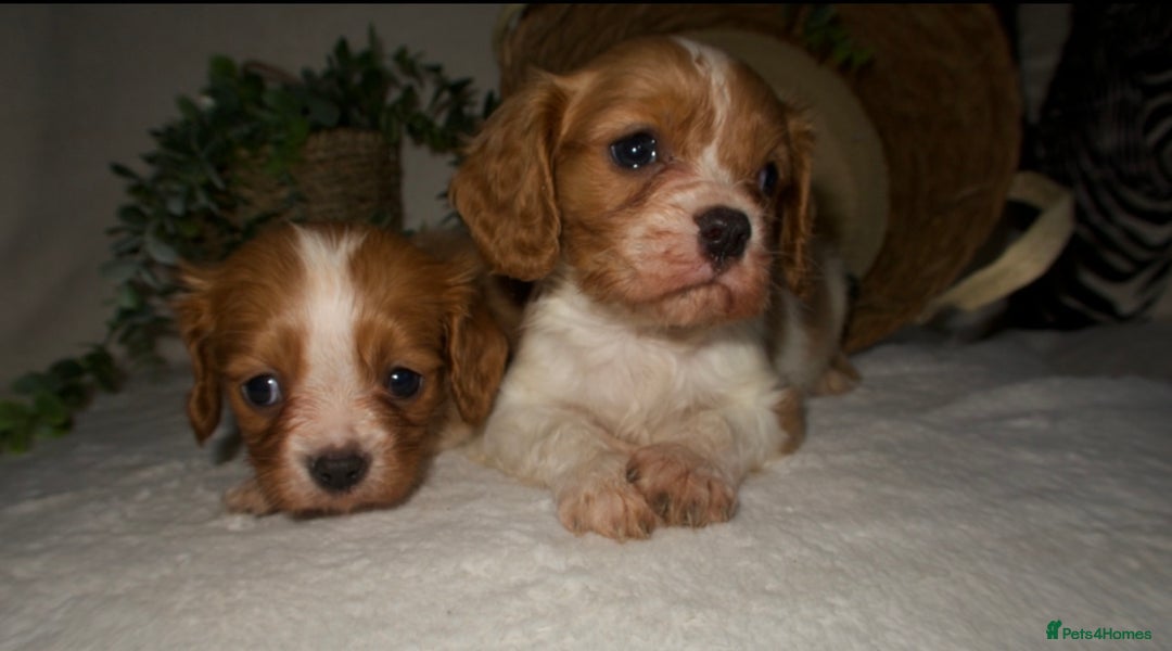 Cavalier King Charles Spaniel dogs for sale: STUNNING DNA TESTED CAVALIERS - Advert 5