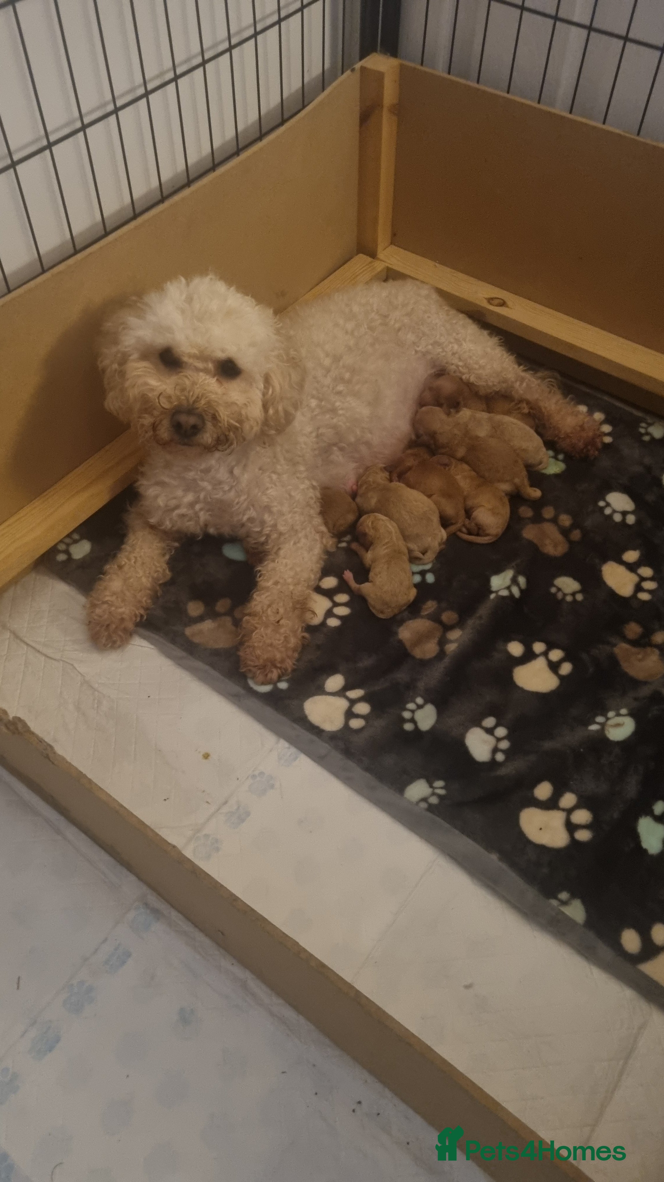 Cavapoo dogs F1b cavapoos  - Advert 2