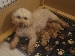 Cavapoo dogs F1b cavapoos - Advert 3