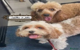 Shihpoo dogs for sale: F1b Shihpoo Puppies - 2 boys, 3 girls  - Advert 9