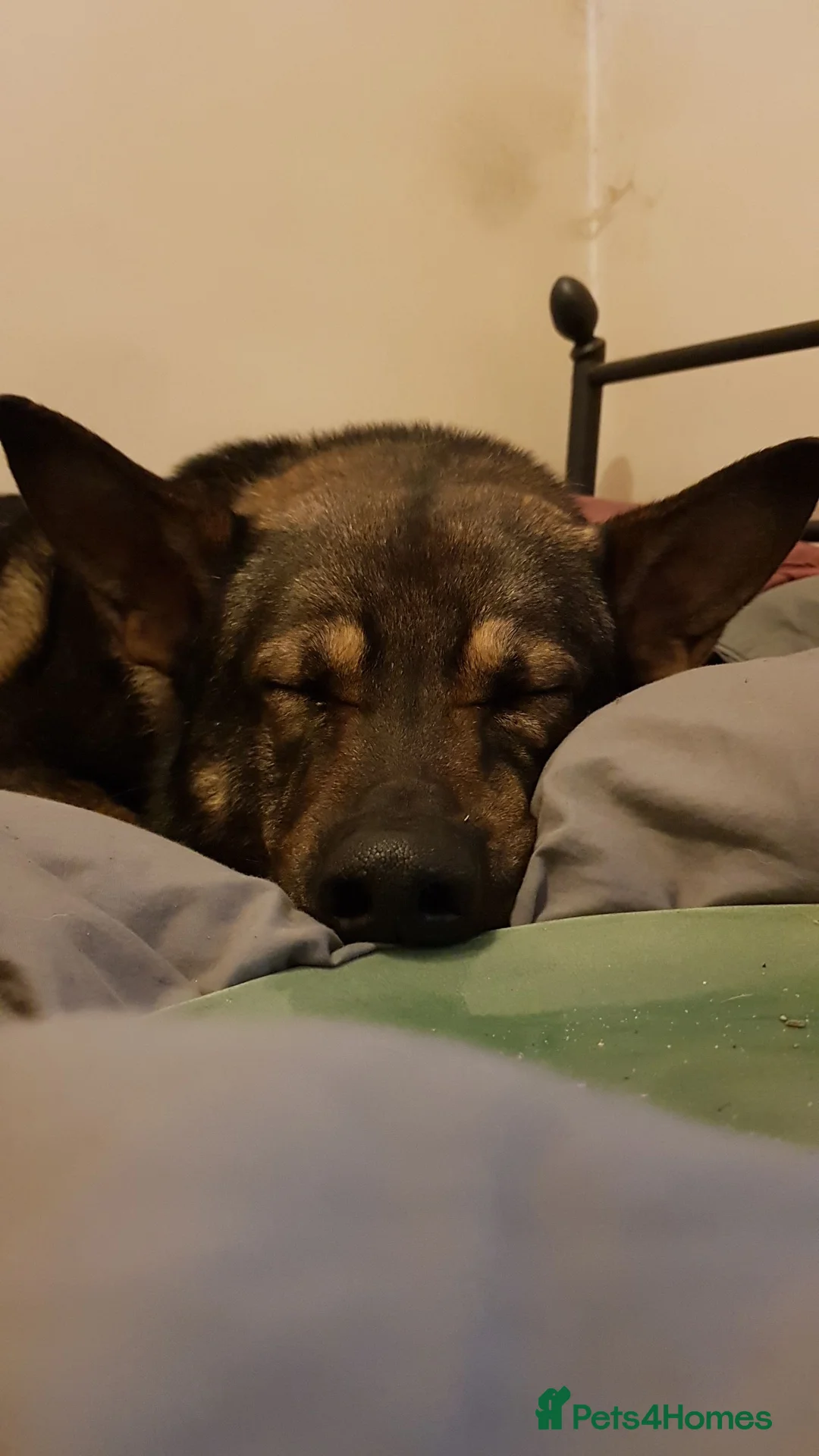 Mixed Breed dogs for sale: Dutch/ german shepherd pups - Advert 2