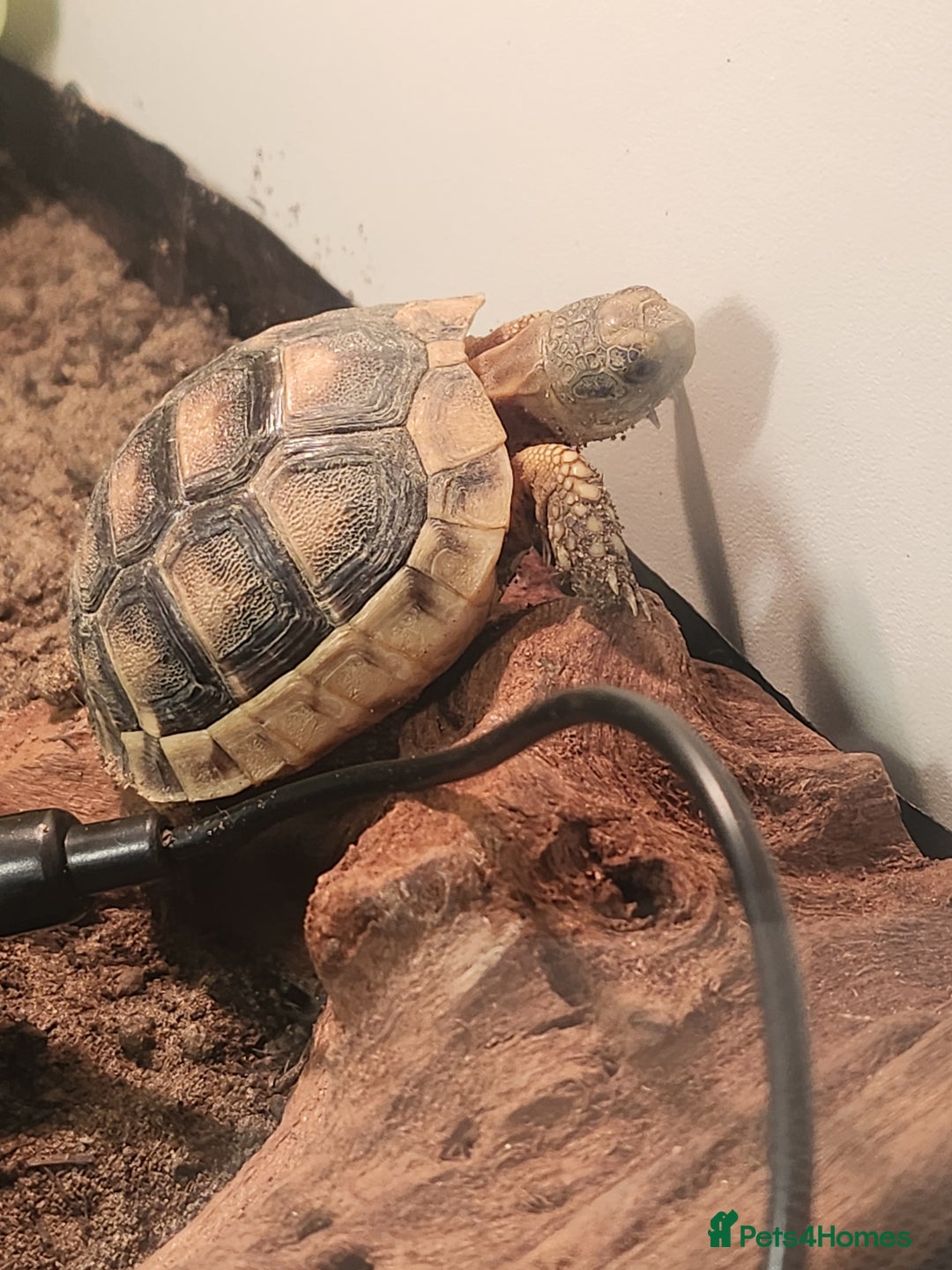 Tortoise reptiles for sale: Marginated baby tortoise 10 months old - Advert 2