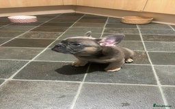 French Bulldog dogs for sale: Lilac bluefawn Frenchbulldog puppies ready to go   - Image 16