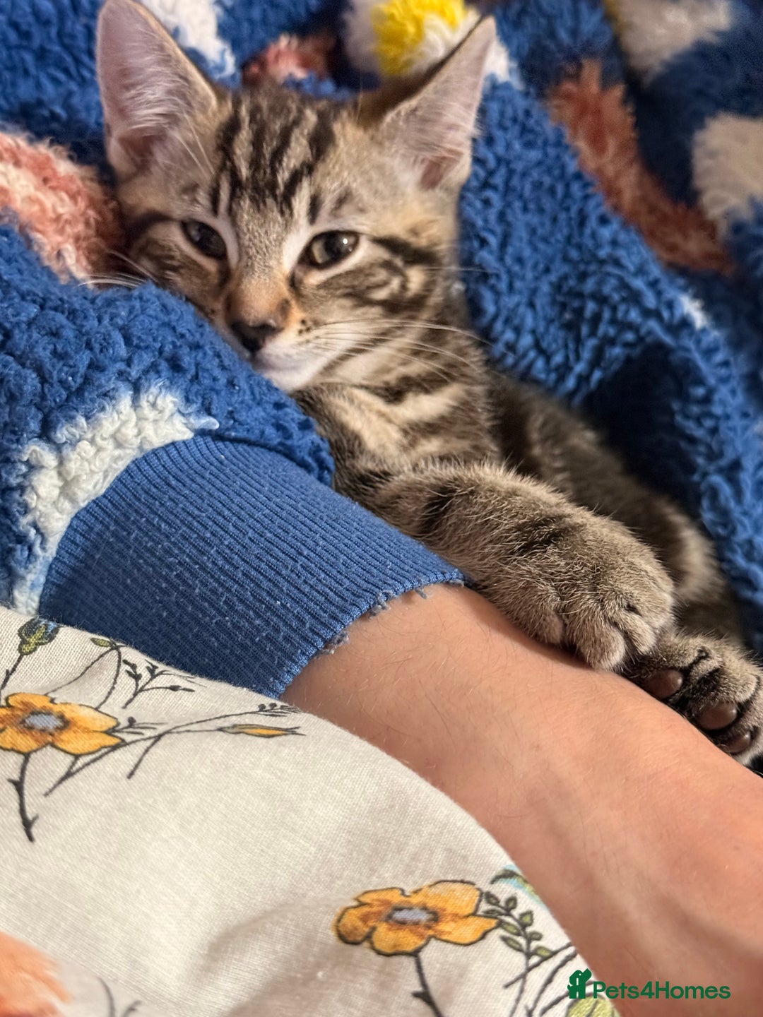 Domestic Shorthair cats for sale: Tabby x domestic short hair  - Image 2