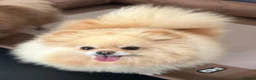 Pomeranian dogs for sale: Pomeranian Adult - Advert 1