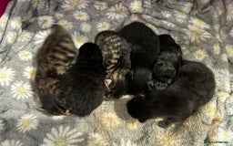 Mixed Breed cats for sale: Precious litter of kittens  - Image 5
