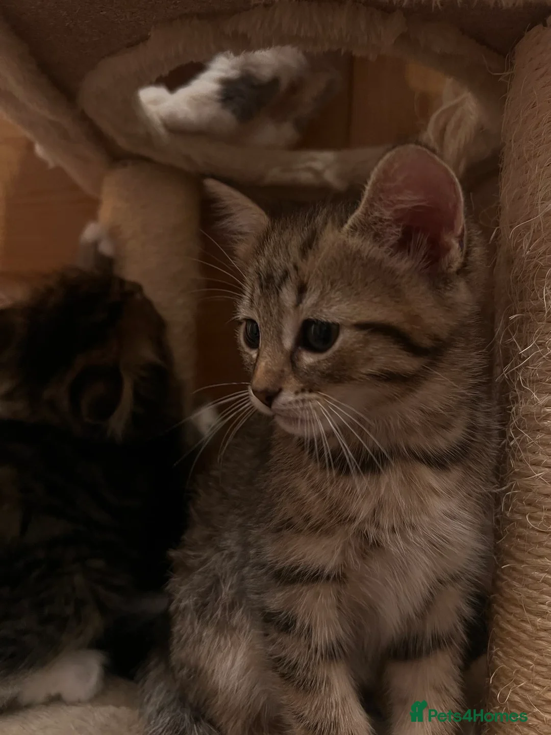 Mixed Breed cats for sale: 3 Beautiful Kittens - Advert 4