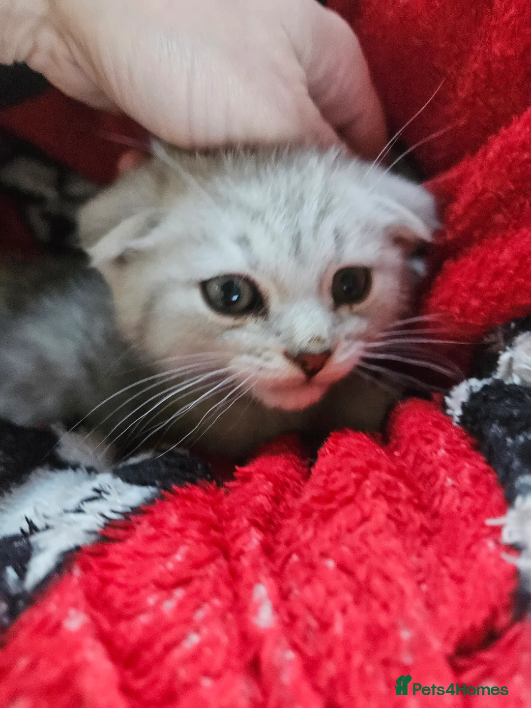 Scottish Fold cats for sale: Stunning 8 week old Scottish fold - Advert 2