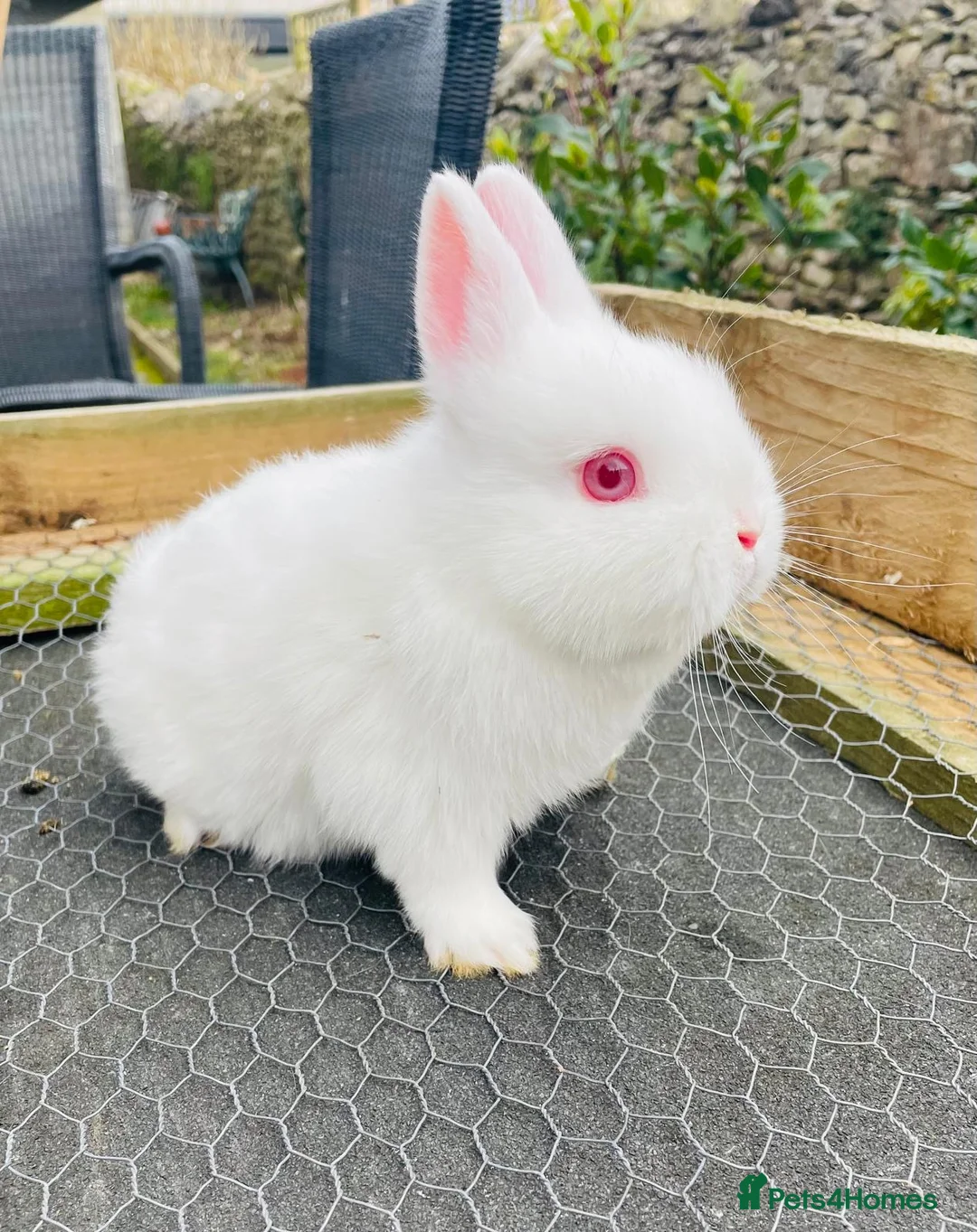 Netherland Dwarf rabbits for sale: Ready for Collection - Male Netherland Dwarf - Advert 1