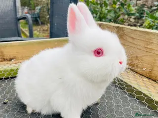 Netherland Dwarf rabbits Ready for Collection - Male Netherland Dwarf - Advert 3