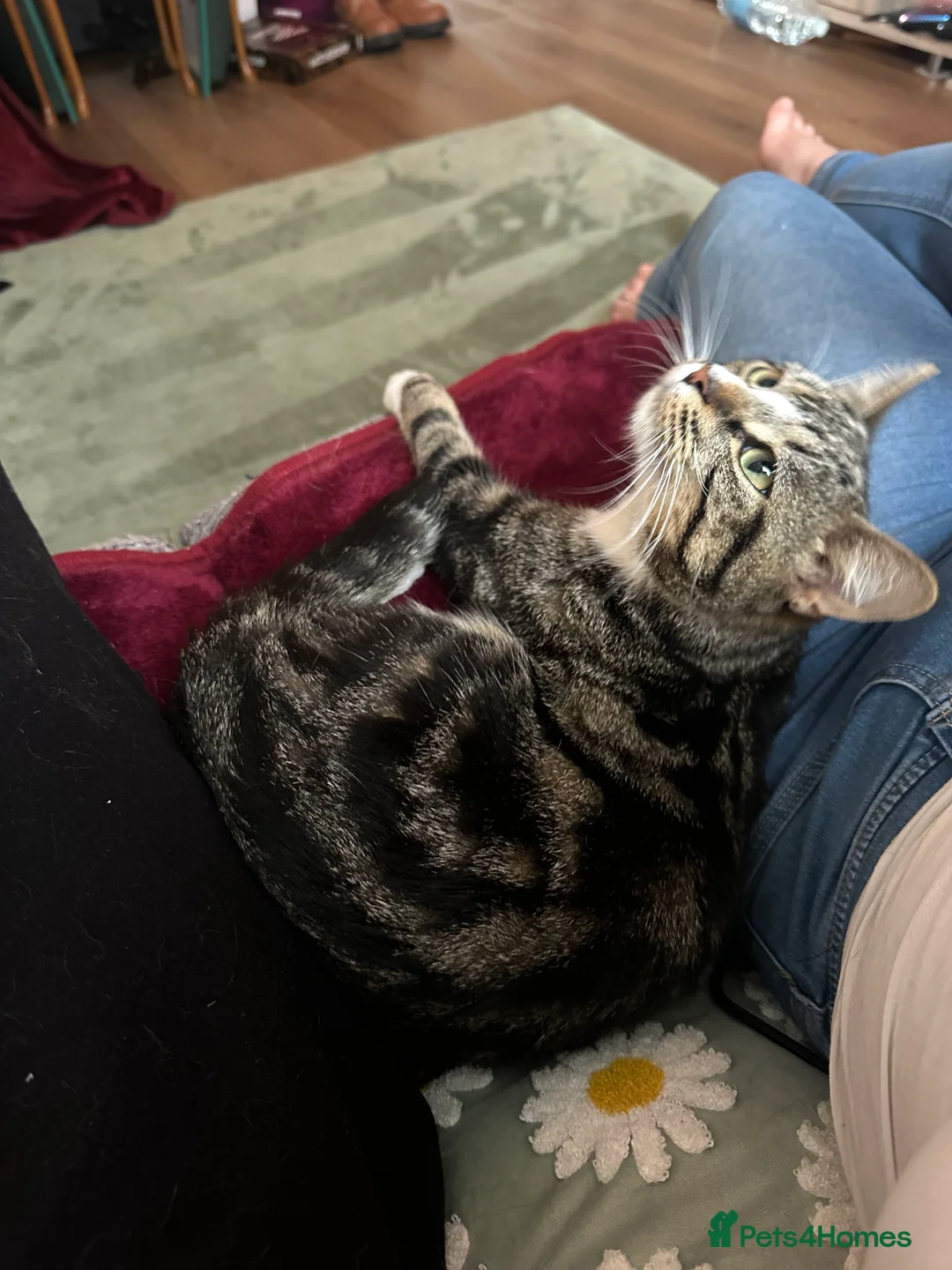 British Shorthair cats for sale: Abandoned bonded pair - Advert 2
