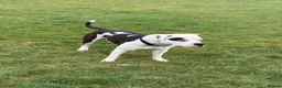 American Bulldog dogs for sale: American bulldog male 4.5 years old  - Advert 4