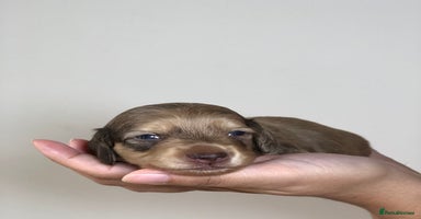 Miniature Dachshund dogs - Advert 16