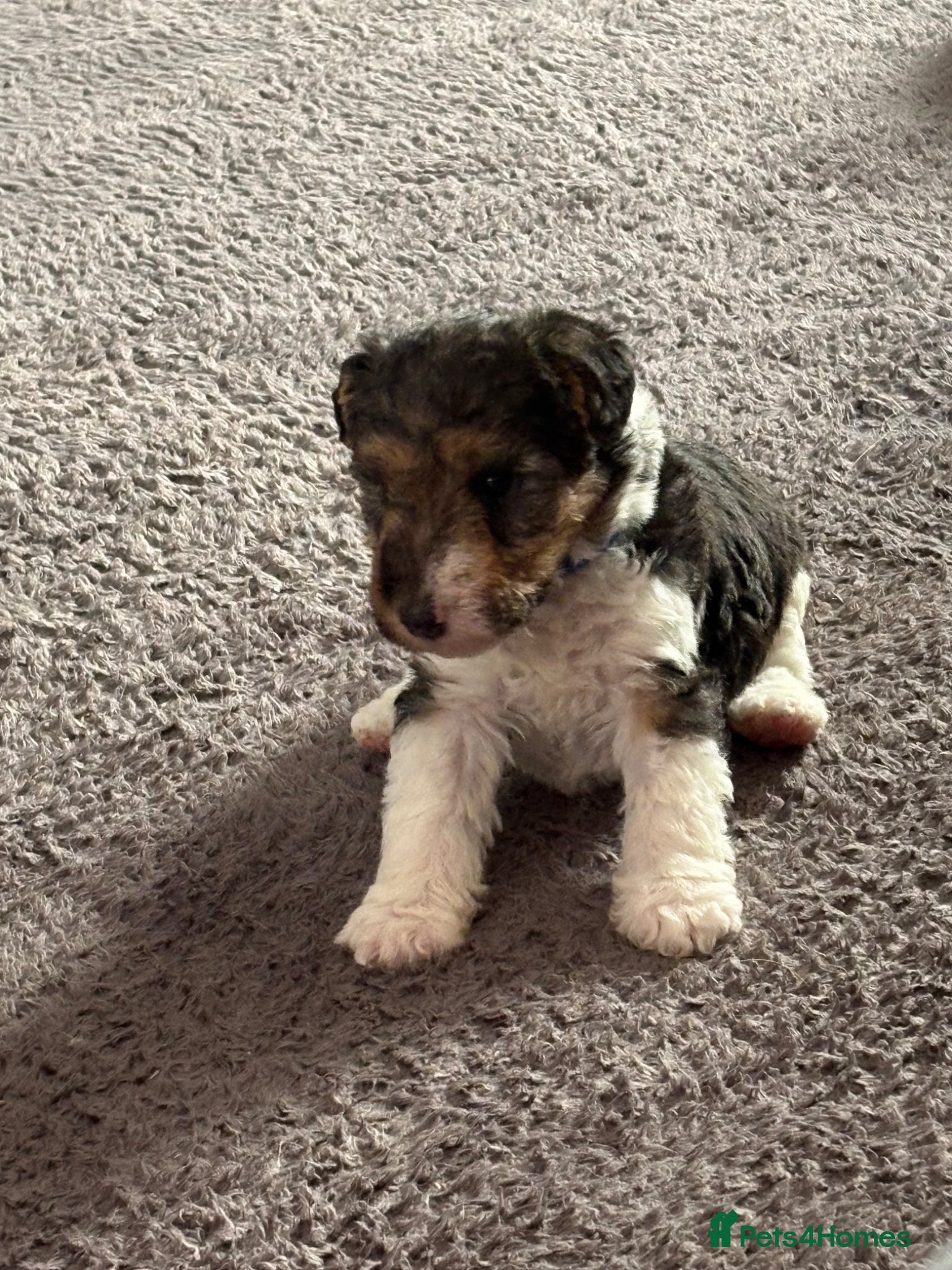 Fox Terrier dogs for sale: Wire haired fox terrier - Advert 8