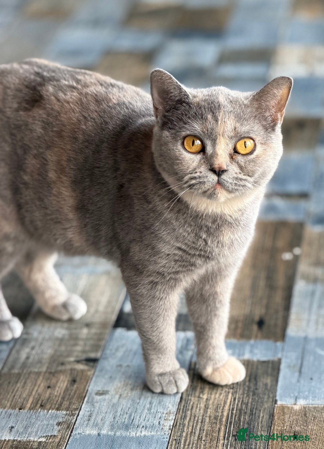 British Shorthair cats for sale: British shorthair red boy and blue -white GCCF  - Image 2