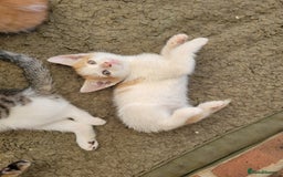 Domestic Shorthair cats for sale: Female kittens - Image 8