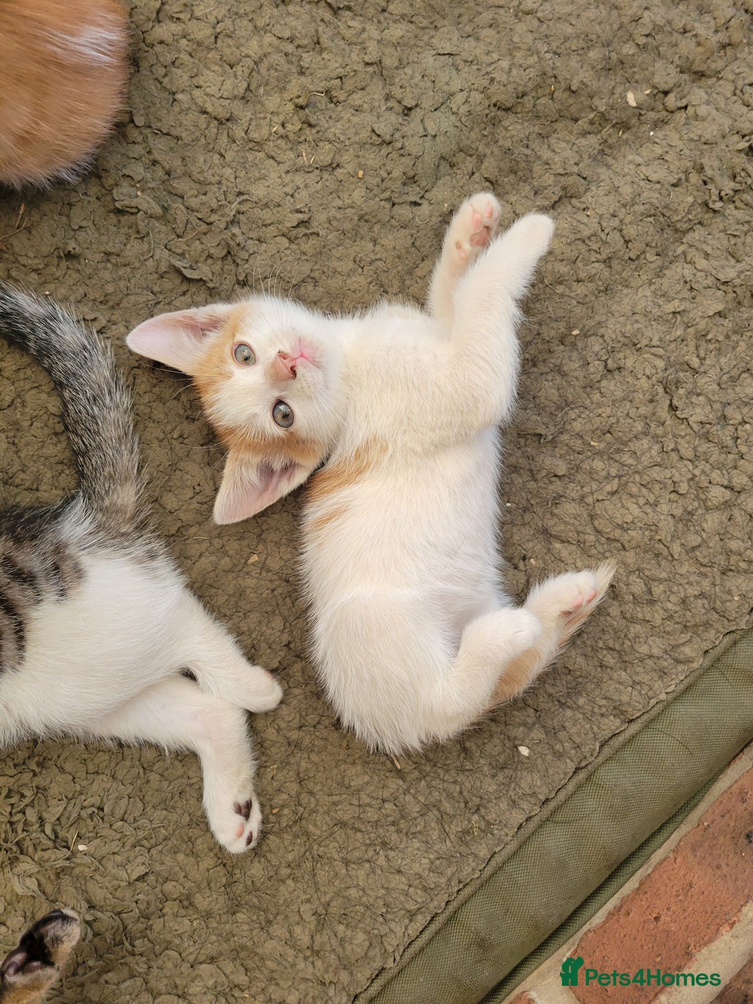 Domestic Shorthair cats for sale: Female kittens - Image 8