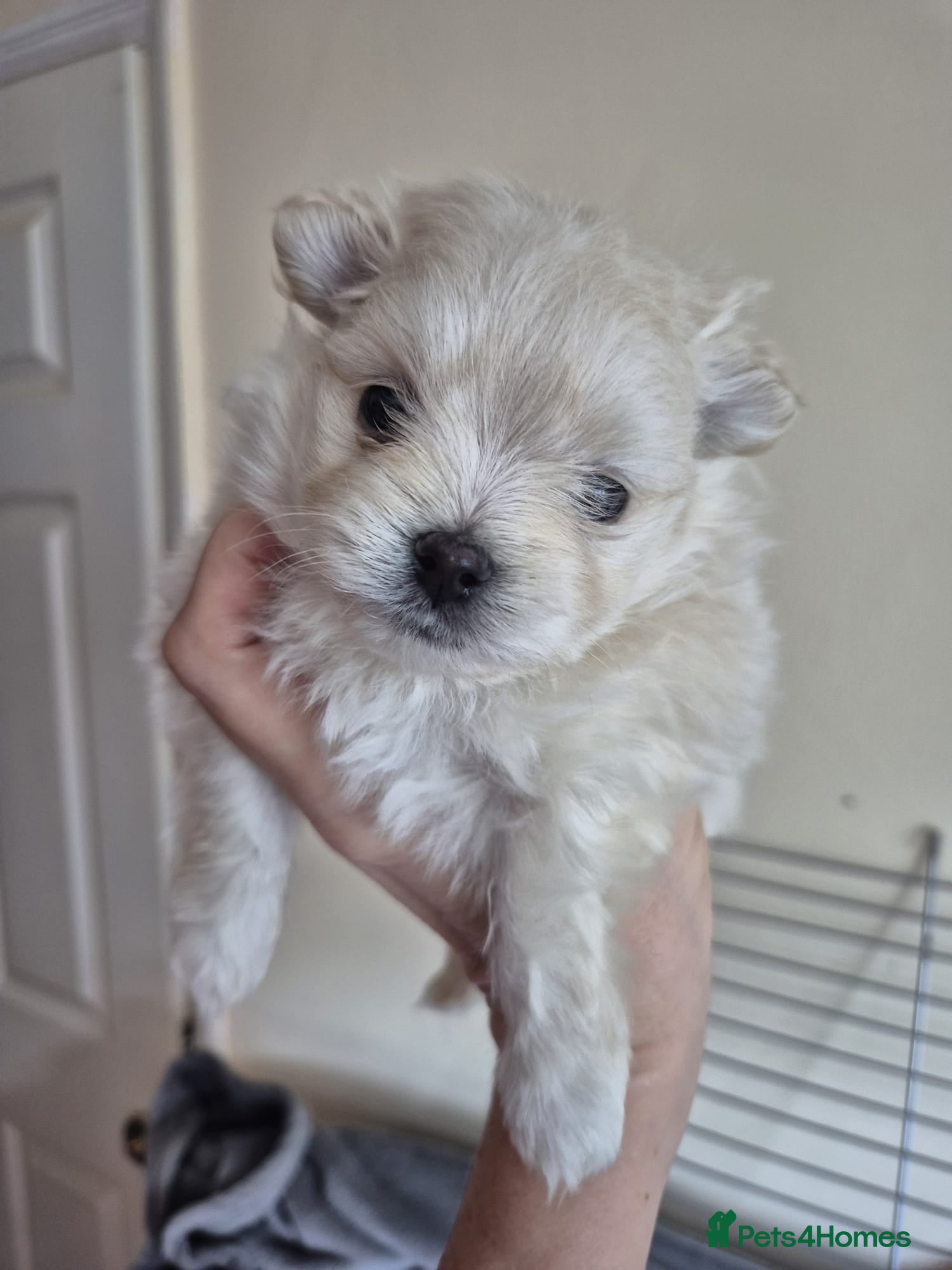 Mixed Breed dogs Maltipom - Advert 2