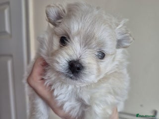 Mixed Breed dogs Maltipom - Advert 2