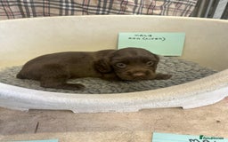 Cocker Spaniel dogs for sale: Two cocker spaniel litters - Image 17