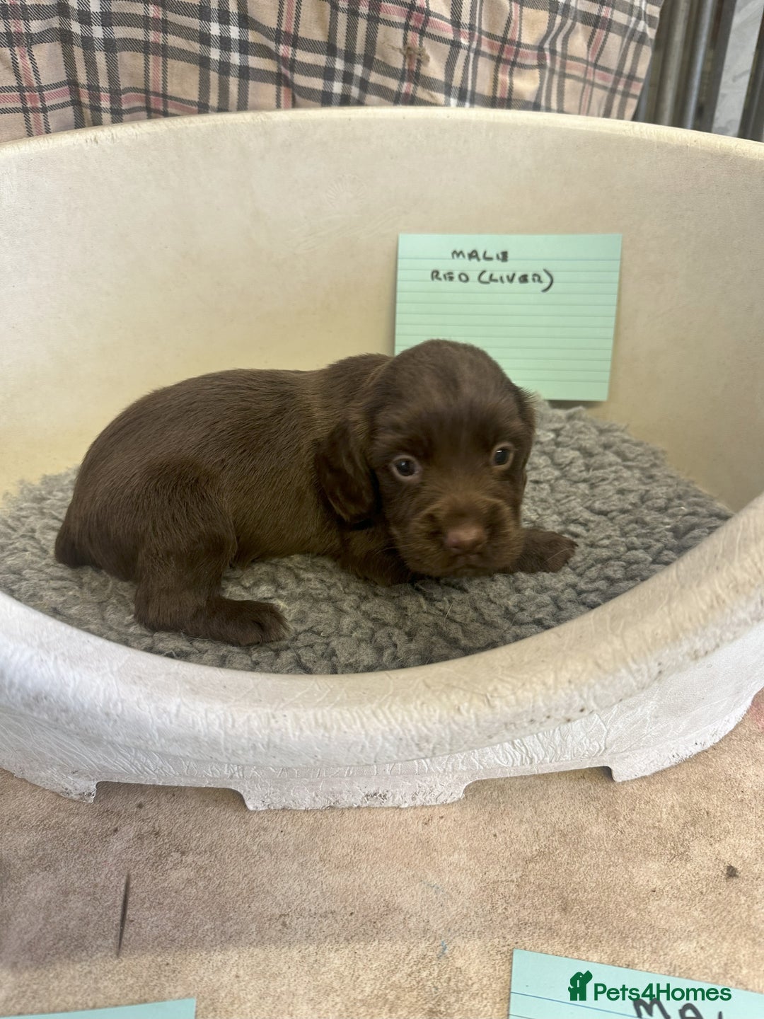 Cocker Spaniel dogs for sale: Two cocker spaniel litters - Image 17