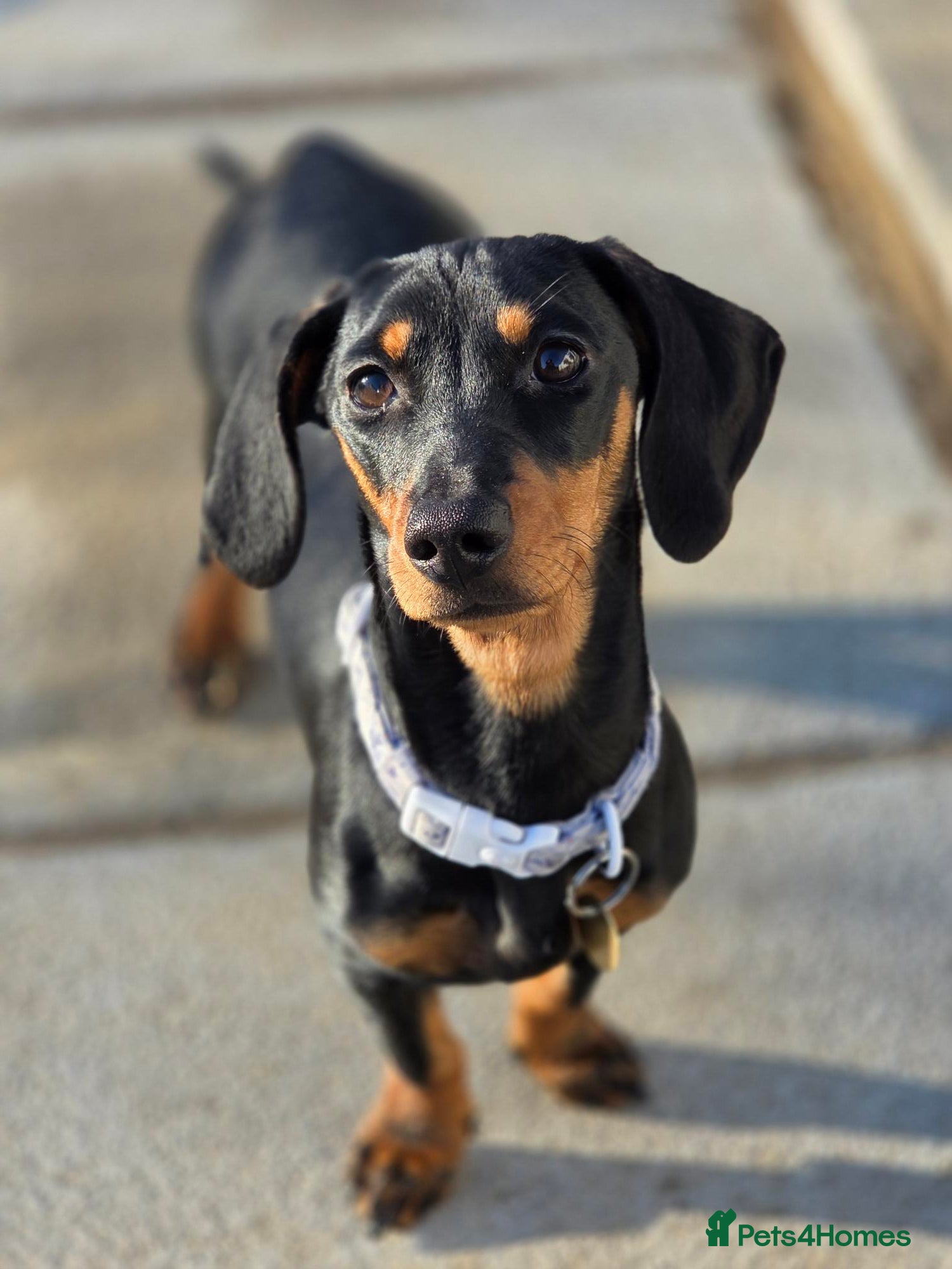 Dachshund dogs Darling Suki seeking her forever home - Advert 16