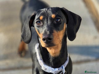Dachshund dogs Darling Suki seeking her forever home - Advert 16