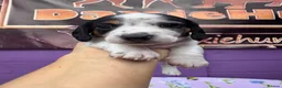 Miniature Dachshund dogs for sale: 5 cute piebald miniature dachshund puppies - Advert 8