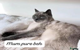 Ragdoll cats for sale: RAGDOLL X BSH KITTENS ❤️ - Image 9