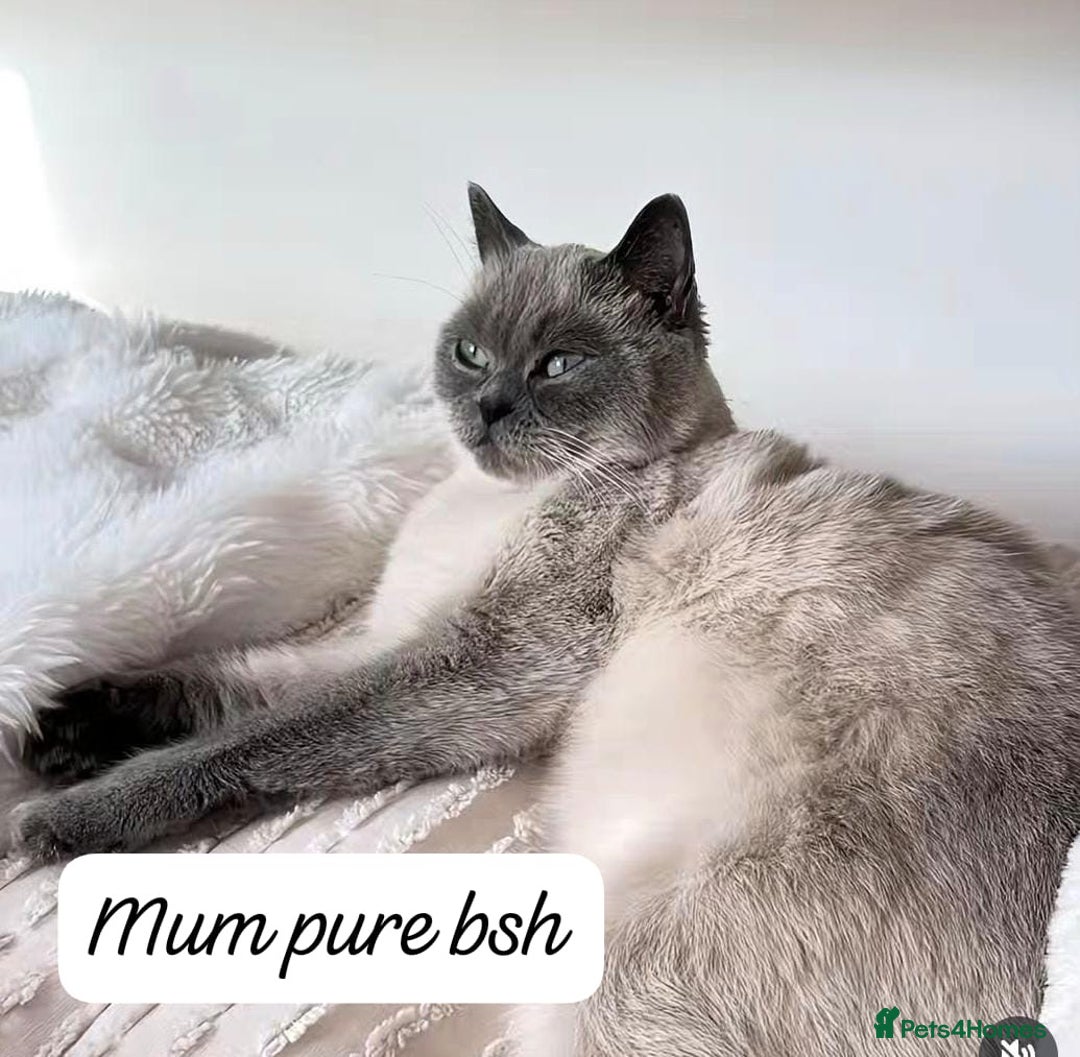 Ragdoll cats for sale: RAGDOLL X BSH KITTENS ❤️ - Image 9