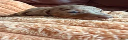 Miniature Dachshund dogs for sale: Miniature Dachshund Puppies - Advert 9