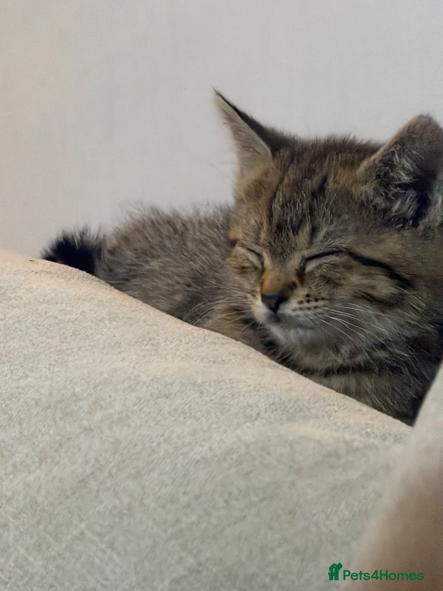 Mixed Breed cats Female kittens bengal mixed with short hair  - Advert 1