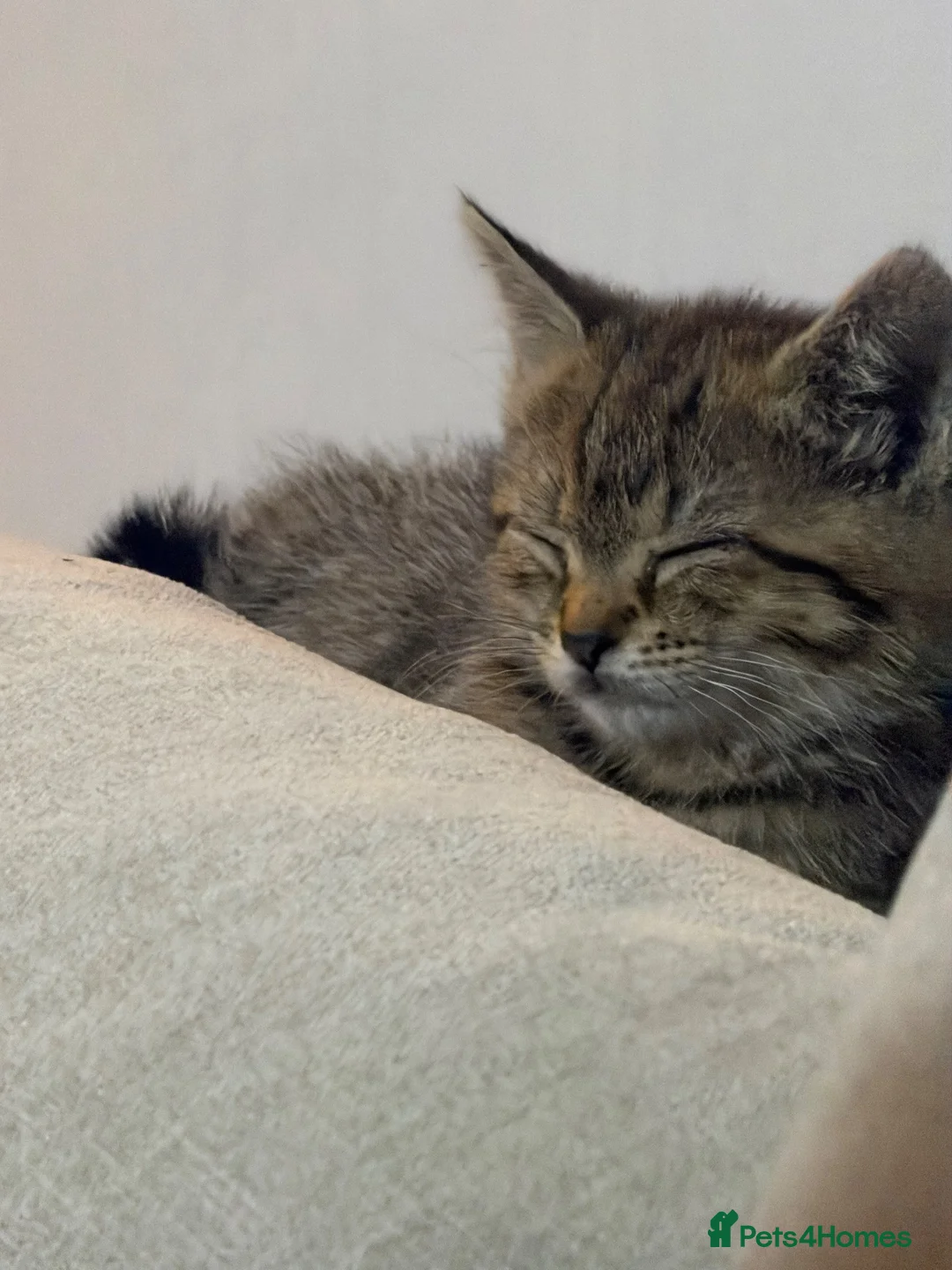 Mixed Breed cats for sale: Female kittens bengal mixed with short hair  - Advert 1