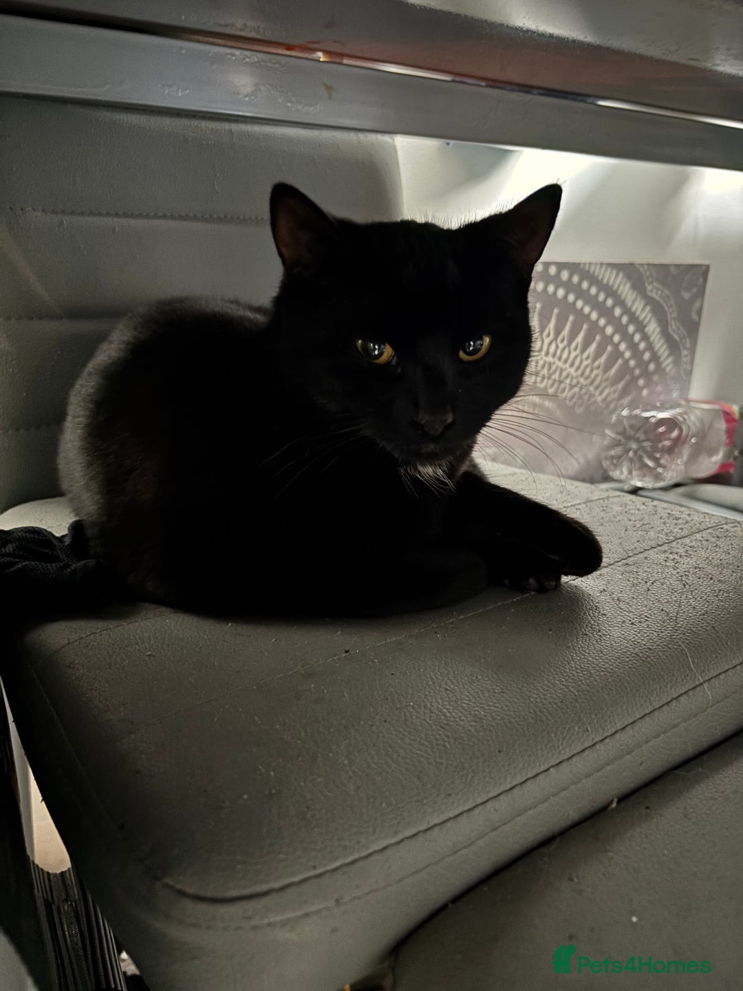 Mixed Breed cats for sale: Two beautiful playful kittens - Advert 2