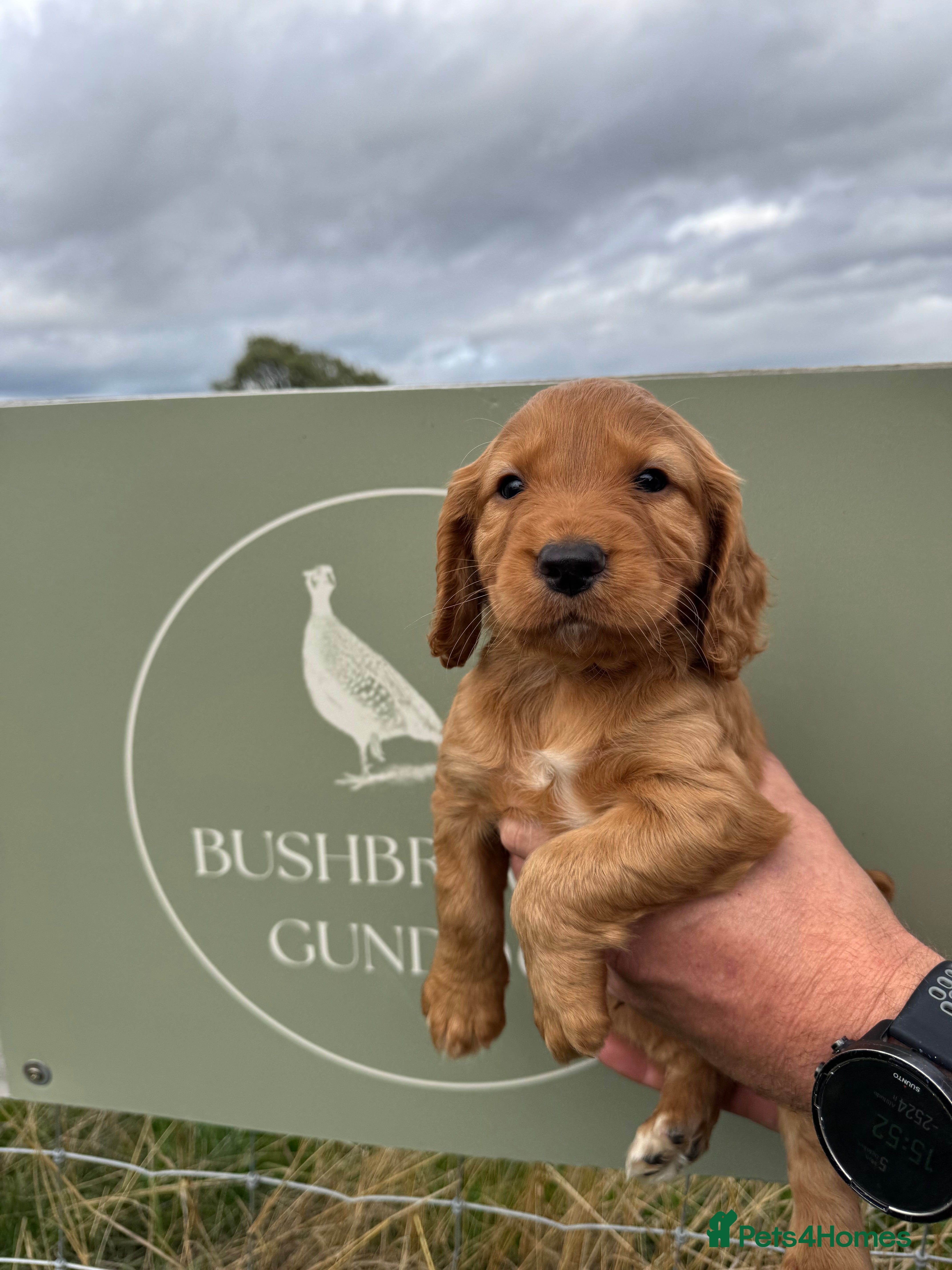 Cocker Spaniel dogs Kc registered Working Cocker Spaniel puppies  - Advert 2