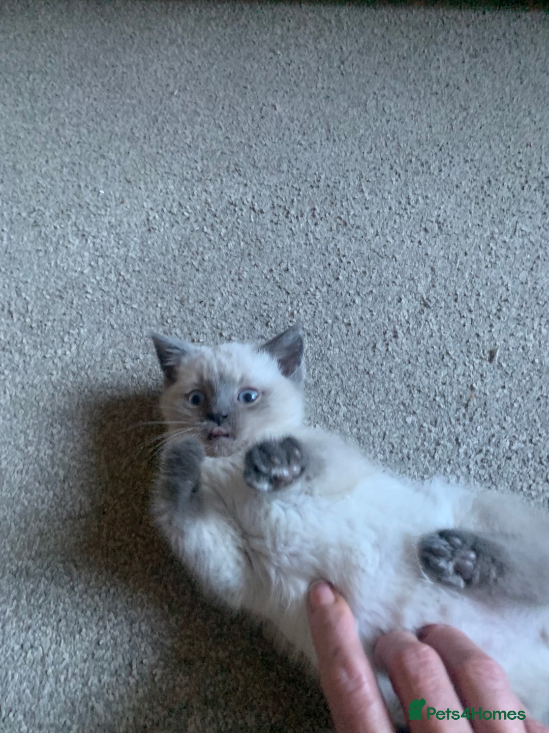 Persian cats for sale: cute 9wk old adorable bundle of joy Persian kitten - Advert 28