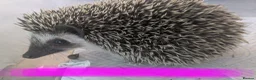Pygmy Hedgehog rodents for sale: African pgymy hedgehog ready to leave in Aldershot - Advert 3