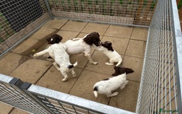 English Springer Spaniel dogs for sale: English Springer Spaniel working lines - Image 5