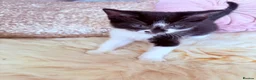 Mixed Breed cats for sale: British Tabby Kittens – Ready Now - Advert 8