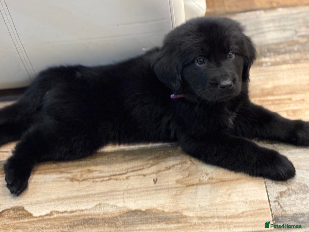 Newfoundland dogs for sale: Newfoundland puppies - Image 5